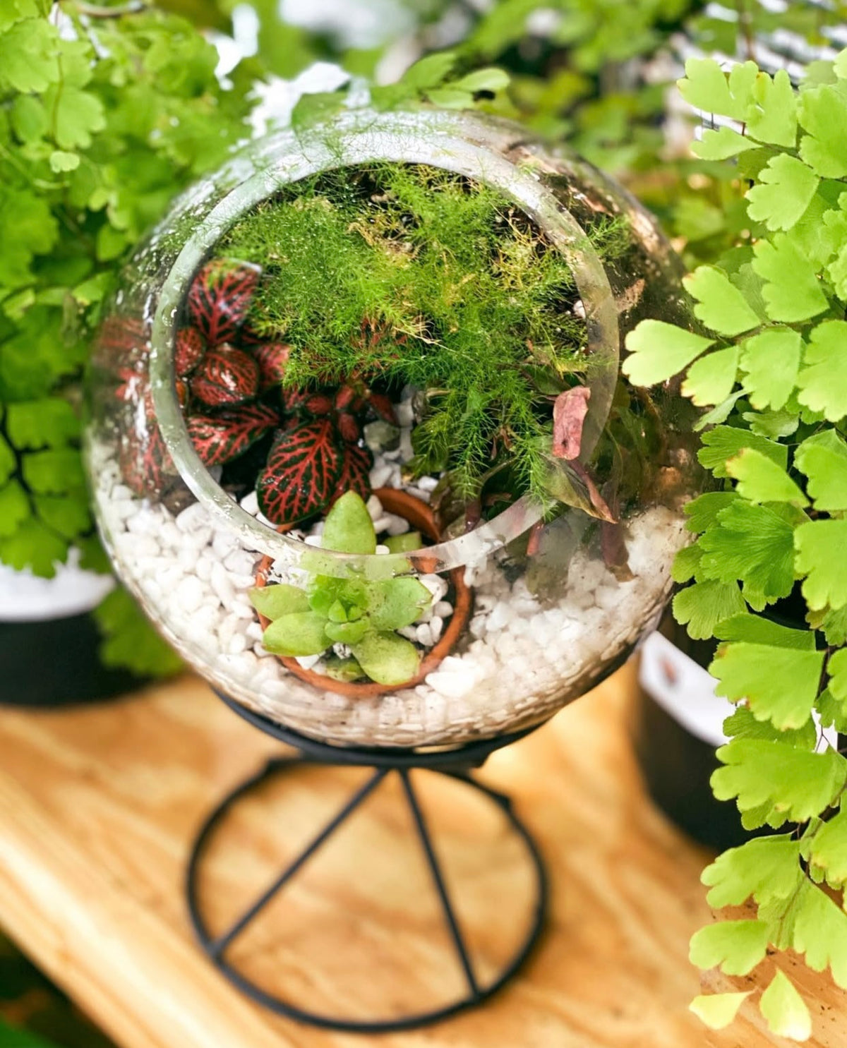 Tropical Terrarium Workshop