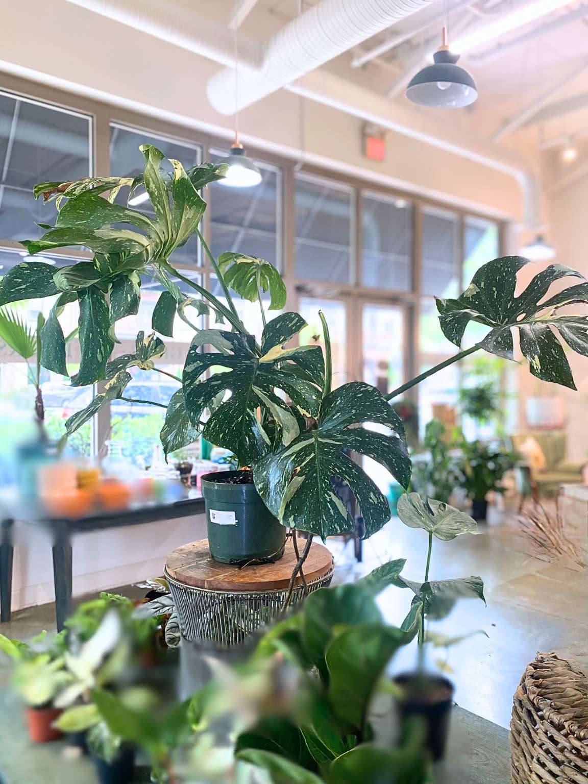 Monstera 'Thai Constellation'