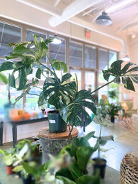 Monstera 'Thai Constellation'