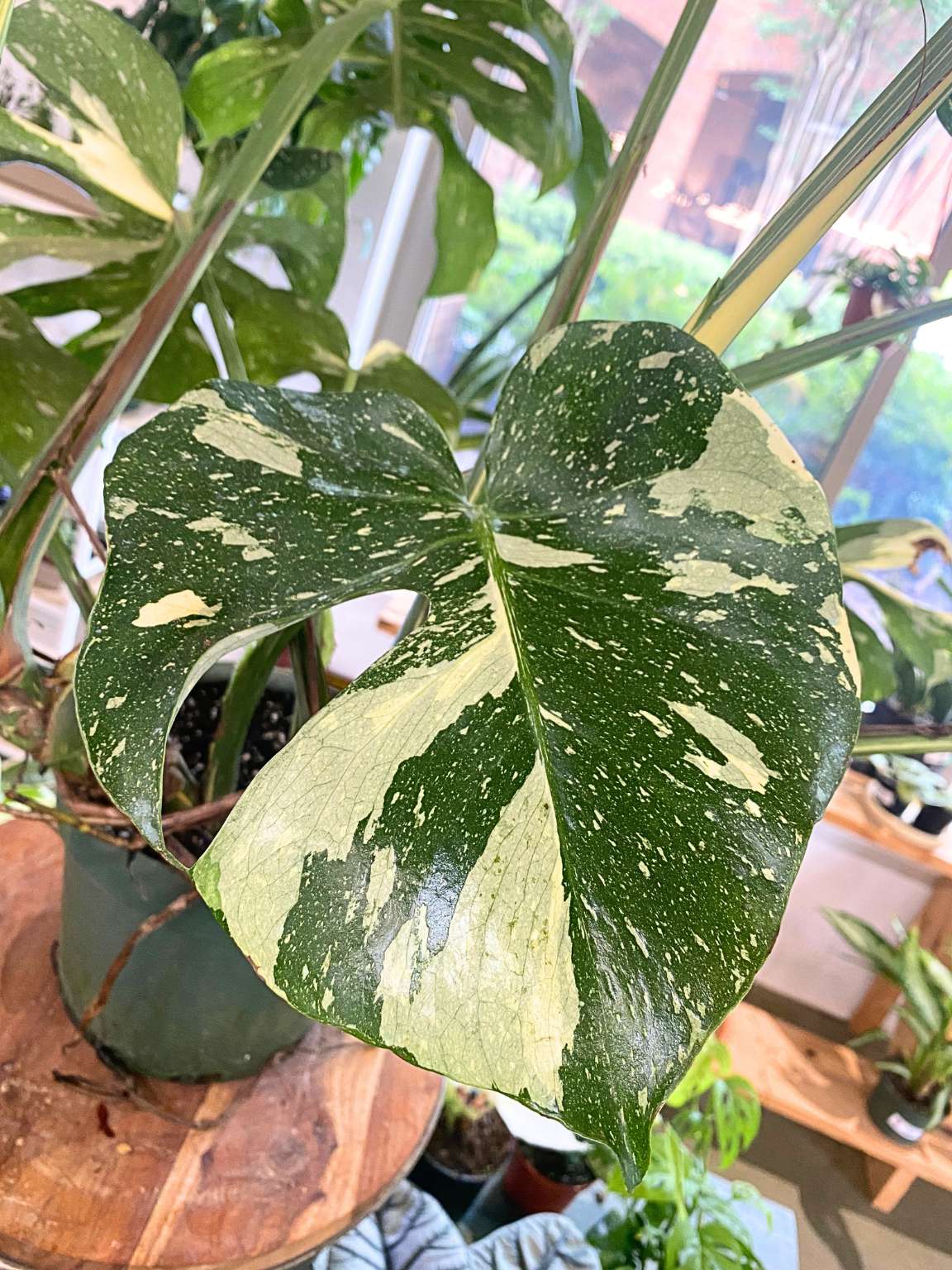 Monstera 'Thai Constellation'
