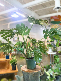 Monstera 'Thai Constellation'