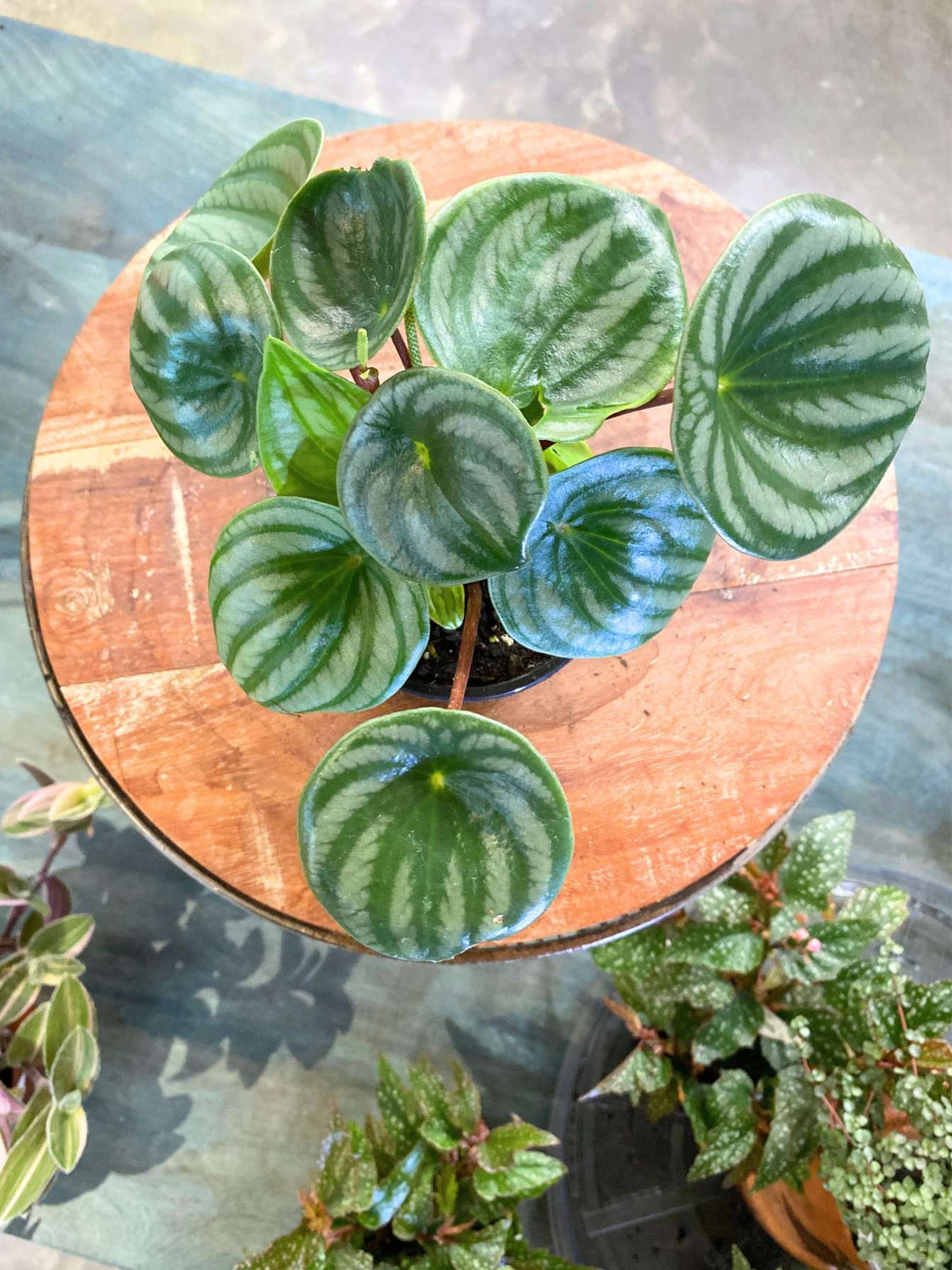 Watermelon Peperomia Houseplant