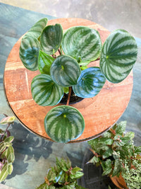 Watermelon Peperomia Houseplant