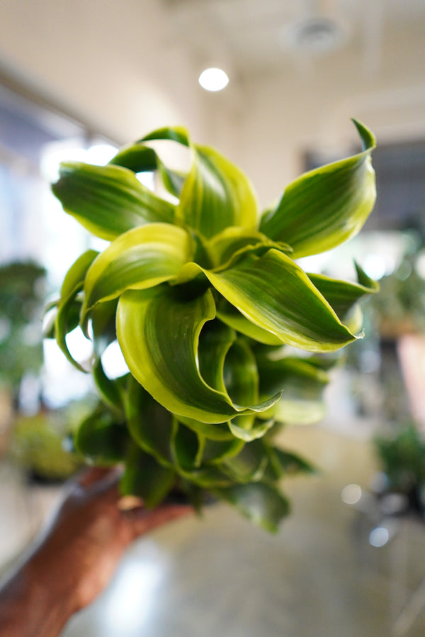 6" Dracaena Tornado