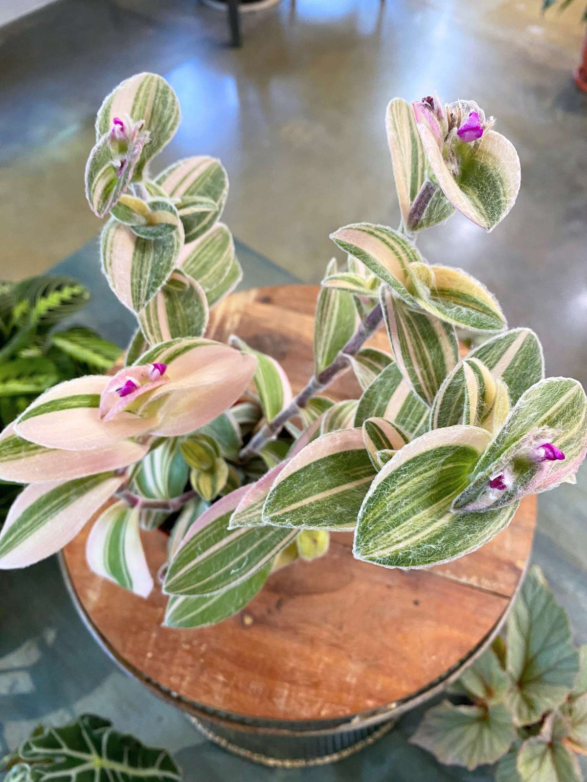 White Tradescantia Velvet Stripe (Flowering)