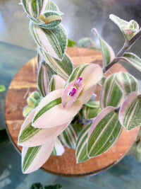 White Tradescantia Velvet Stripe (Flowering)
