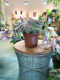 White Tradescantia Velvet Stripe (Flowering)