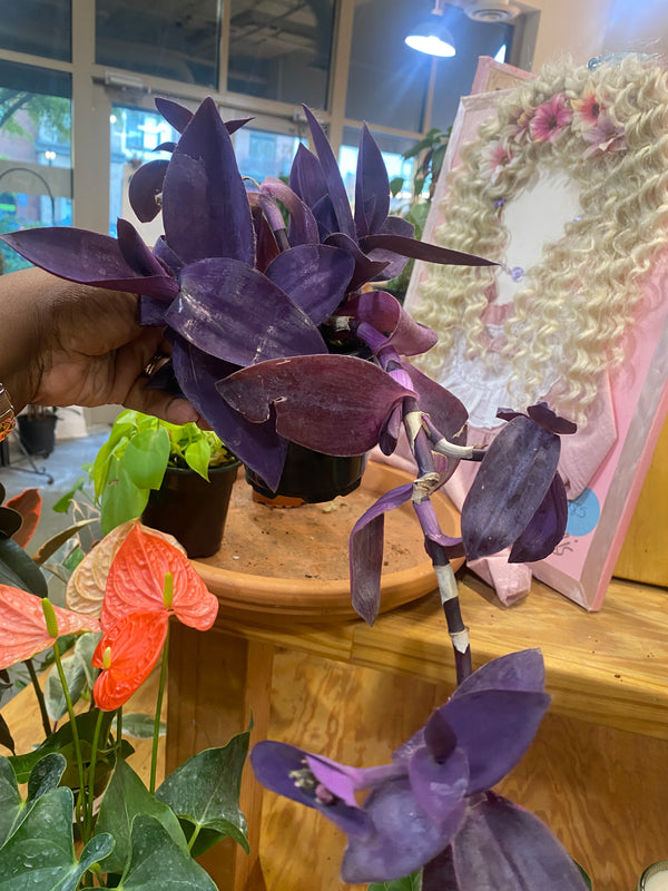 Tradescantia pallida 'Pale Puma'