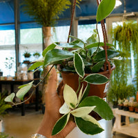 Hoya Pubicalyx (HB)