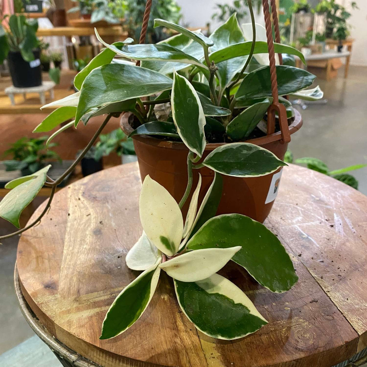 Hoya Pubicalyx (HB)