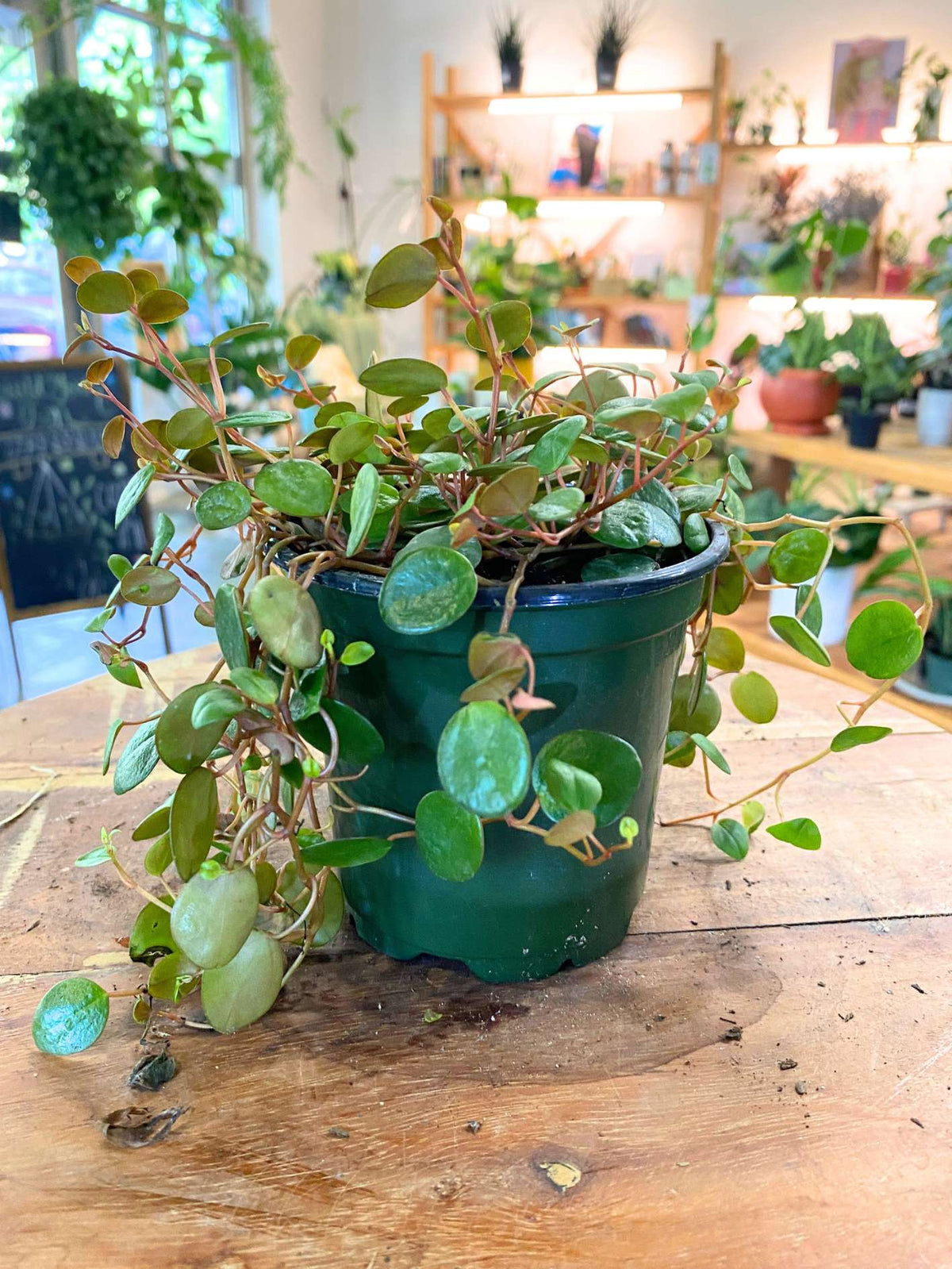 Peperomia 'Pepperspot'