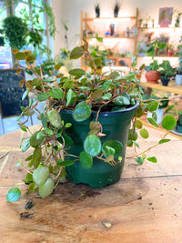 Peperomia 'Pepperspot'