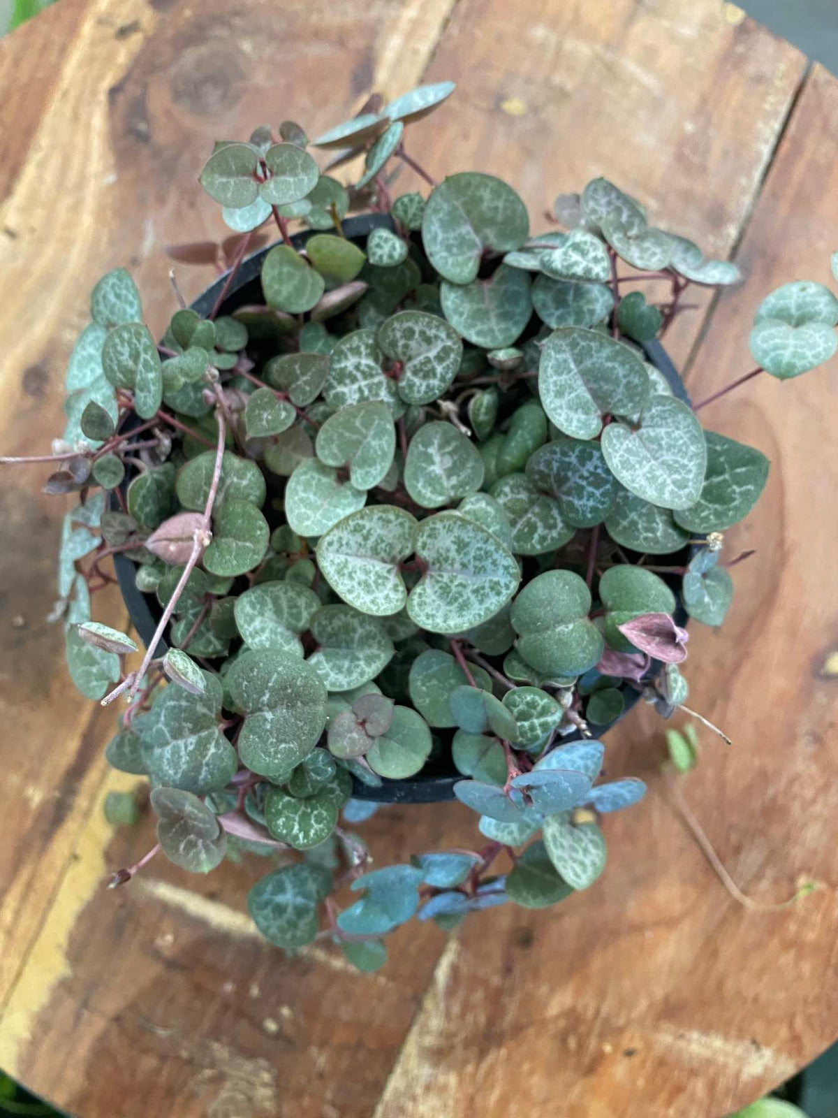 Variegated String of Hearts (Ceropegia woodii 'Variegata') Sml