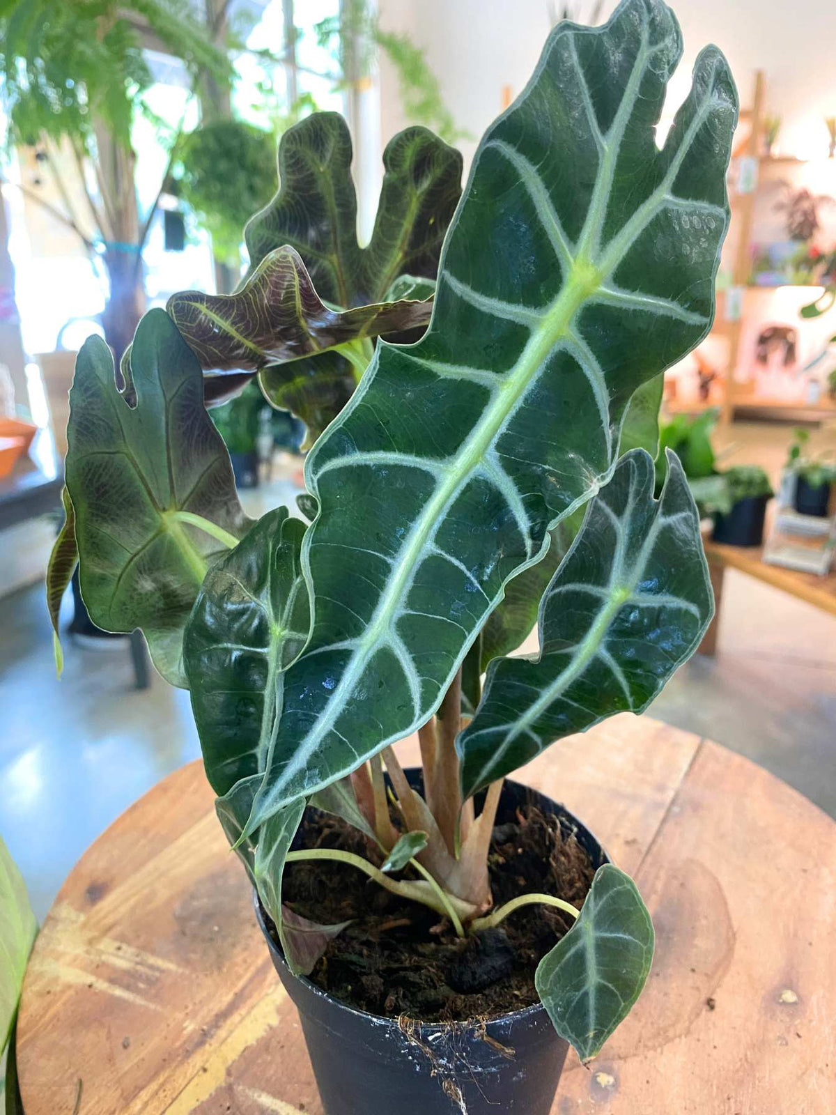 Alocasia Polly (Sml)