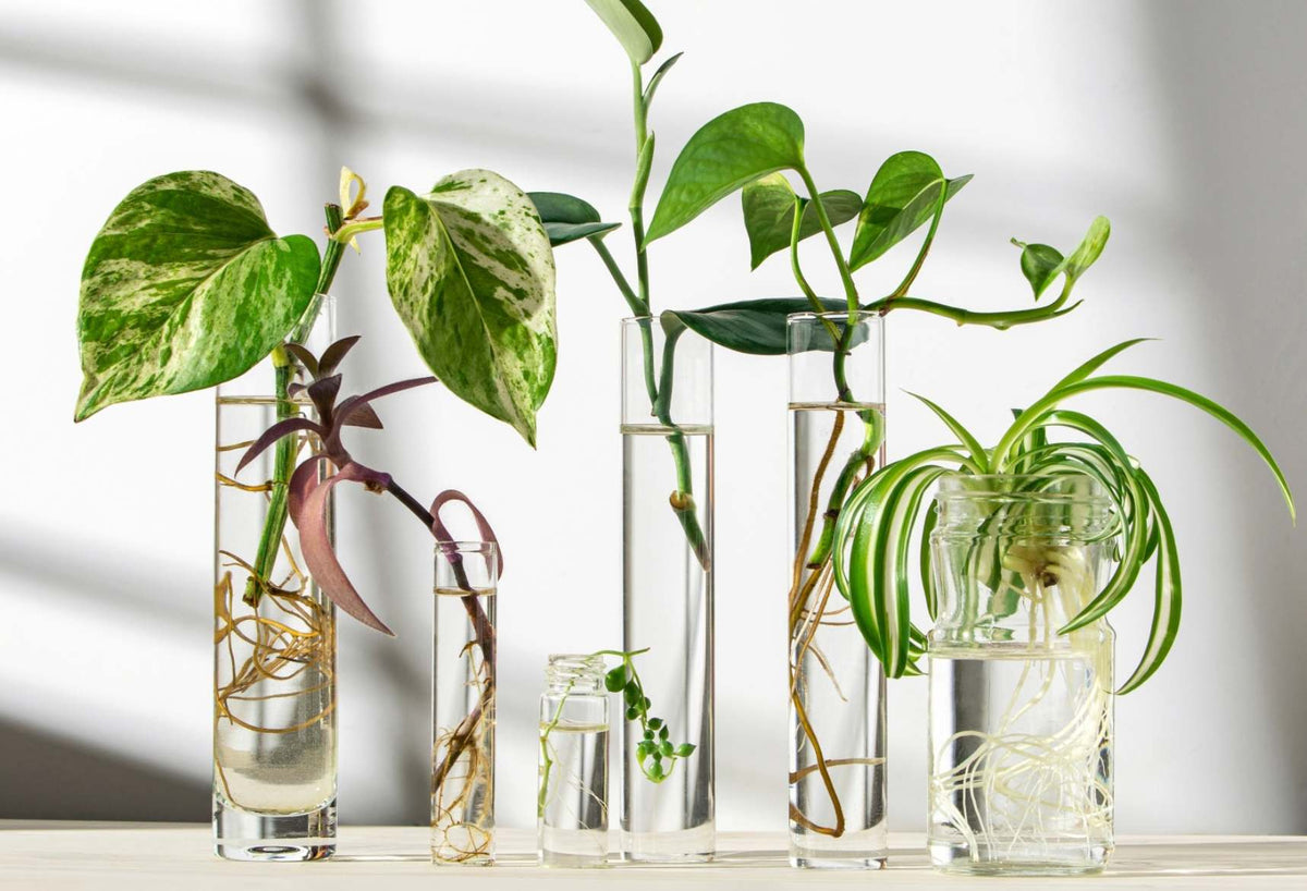 Glass Propagation Vase