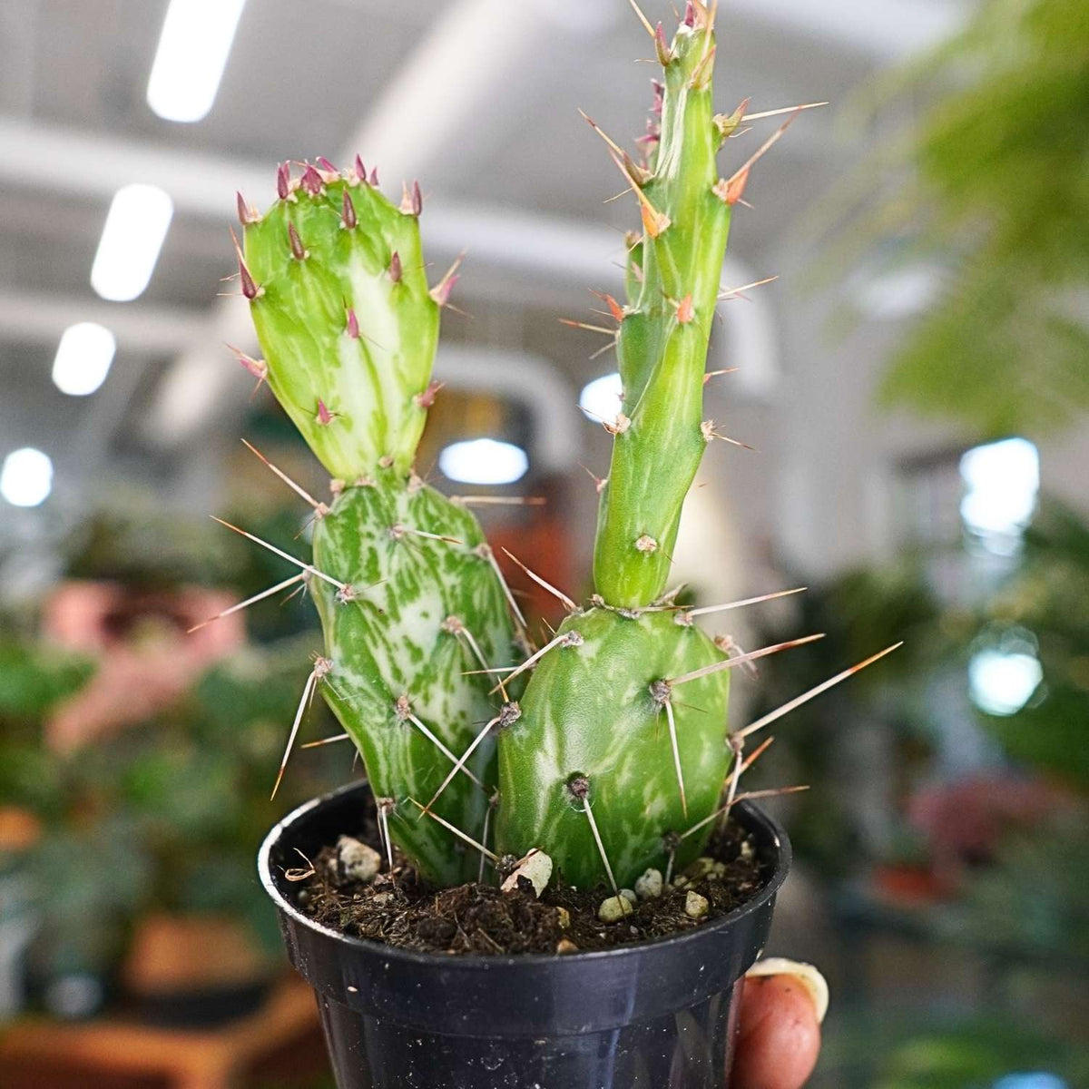 Variegata Maverick Cactus Variegated (2.5")