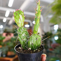 Variegata Maverick Cactus Variegated (2.5")