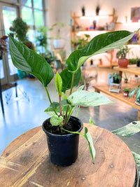 Anthurium Hookeri Variegated