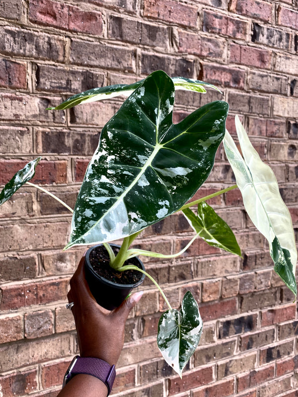Variegated Alocasia