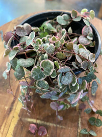 Variegated String of Hearts (Ceropegia woodii 'Variegata') Sml