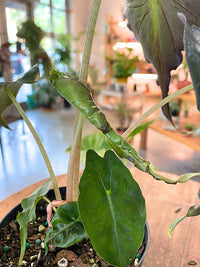 Alocasia 'Venom'