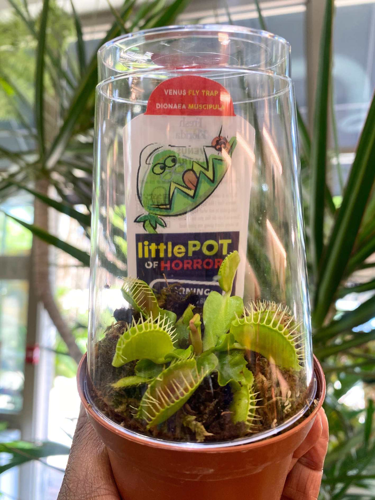 Venus Fly Trap - (Carnivorous plant)