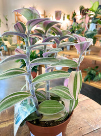 White Tradescantia Velvet Stripe (Flowering)