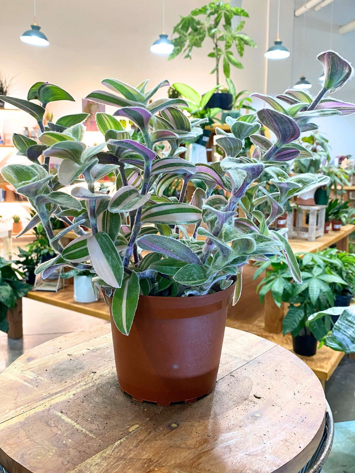 White Tradescantia Velvet Stripe (Flowering)