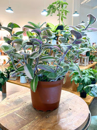White Tradescantia Velvet Stripe (Flowering)