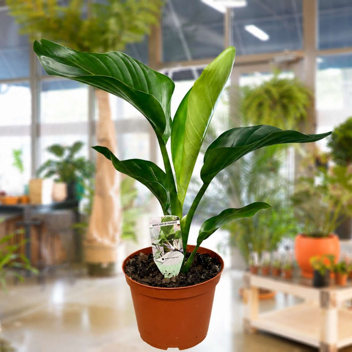 White Bird of Paradise Houseplant 6"