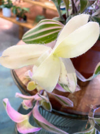 White Tradescantia Velvet Stripe (Flowering)