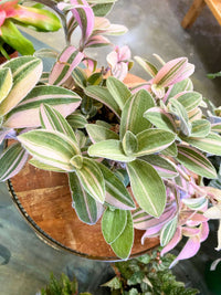 White Tradescantia Velvet Stripe (Flowering)