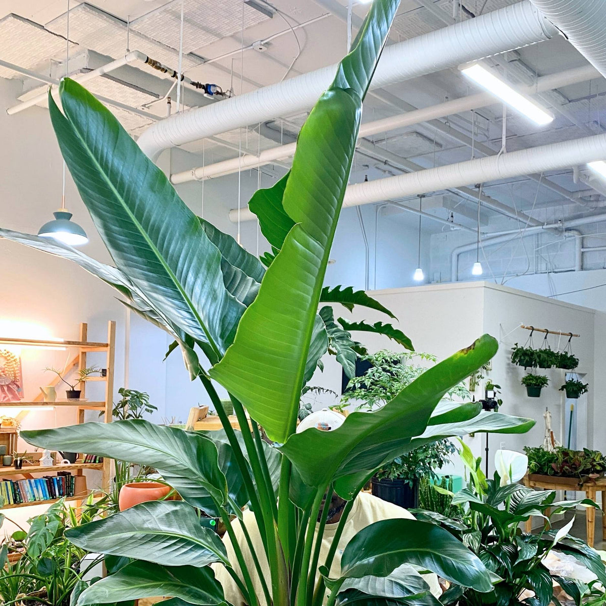 White Bird of Paradise 14" PICK UP ONLY