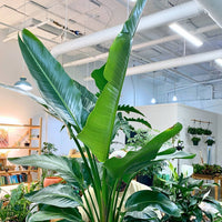White Bird of Paradise (Strelitzia Nicolai)