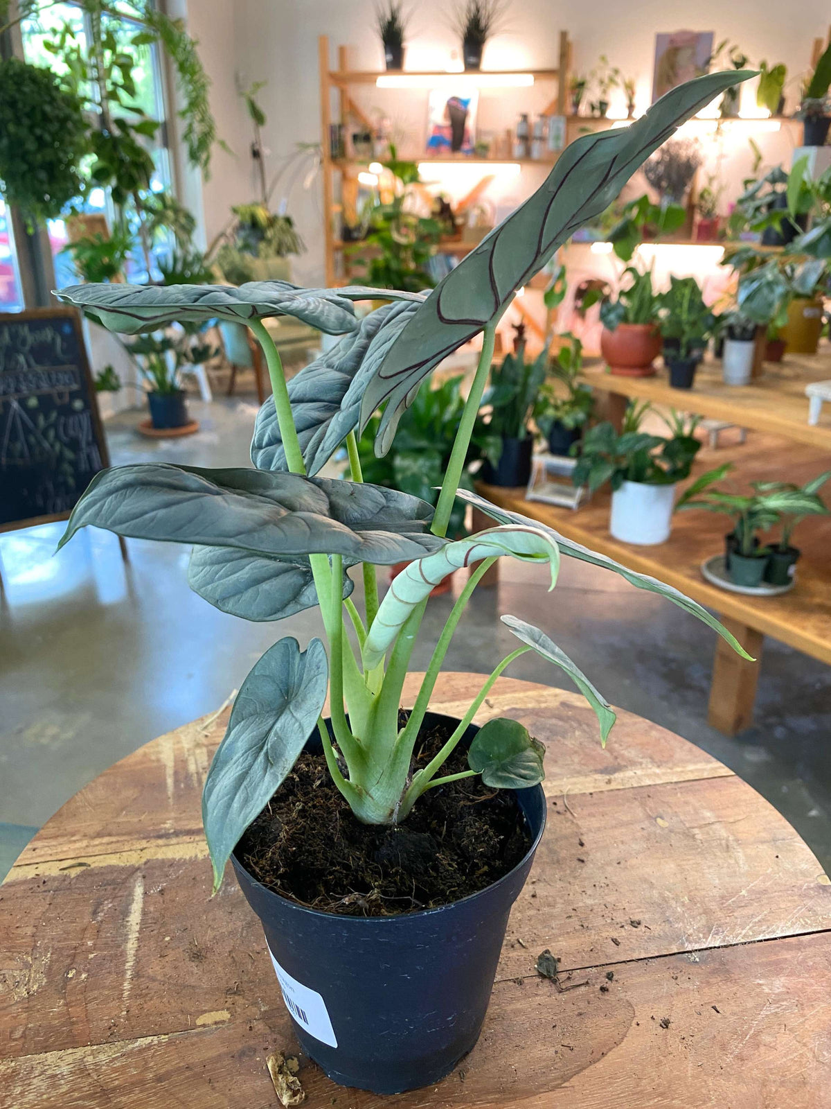 Alocasia Silver Dragon
