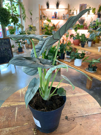 Alocasia Silver Dragon