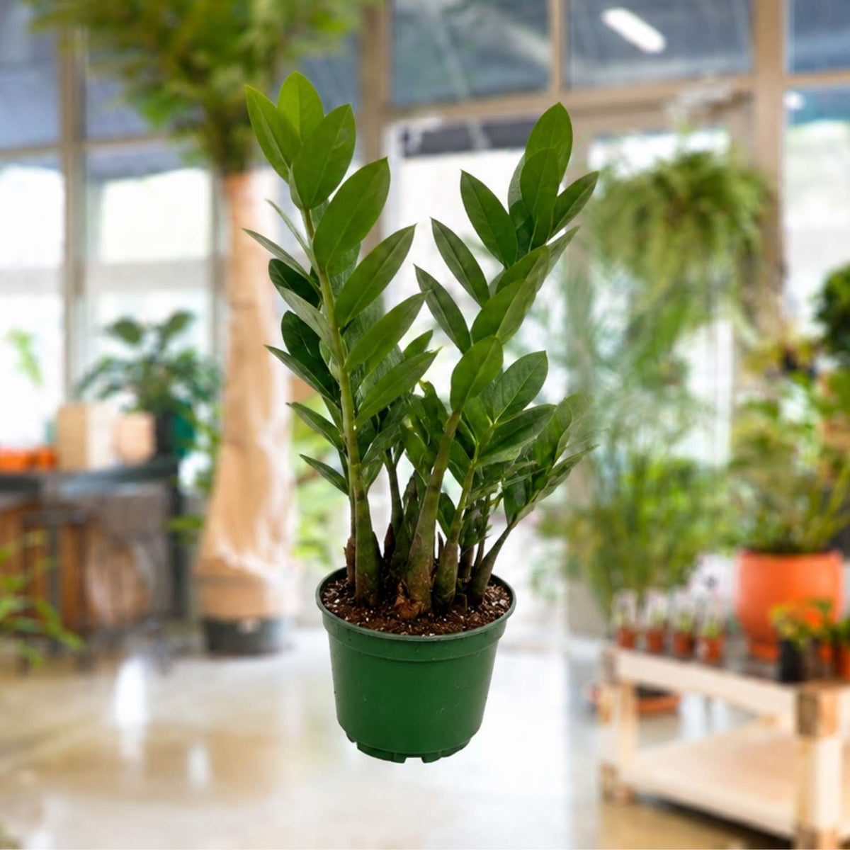 4" Zamioculcas Zamiifolia