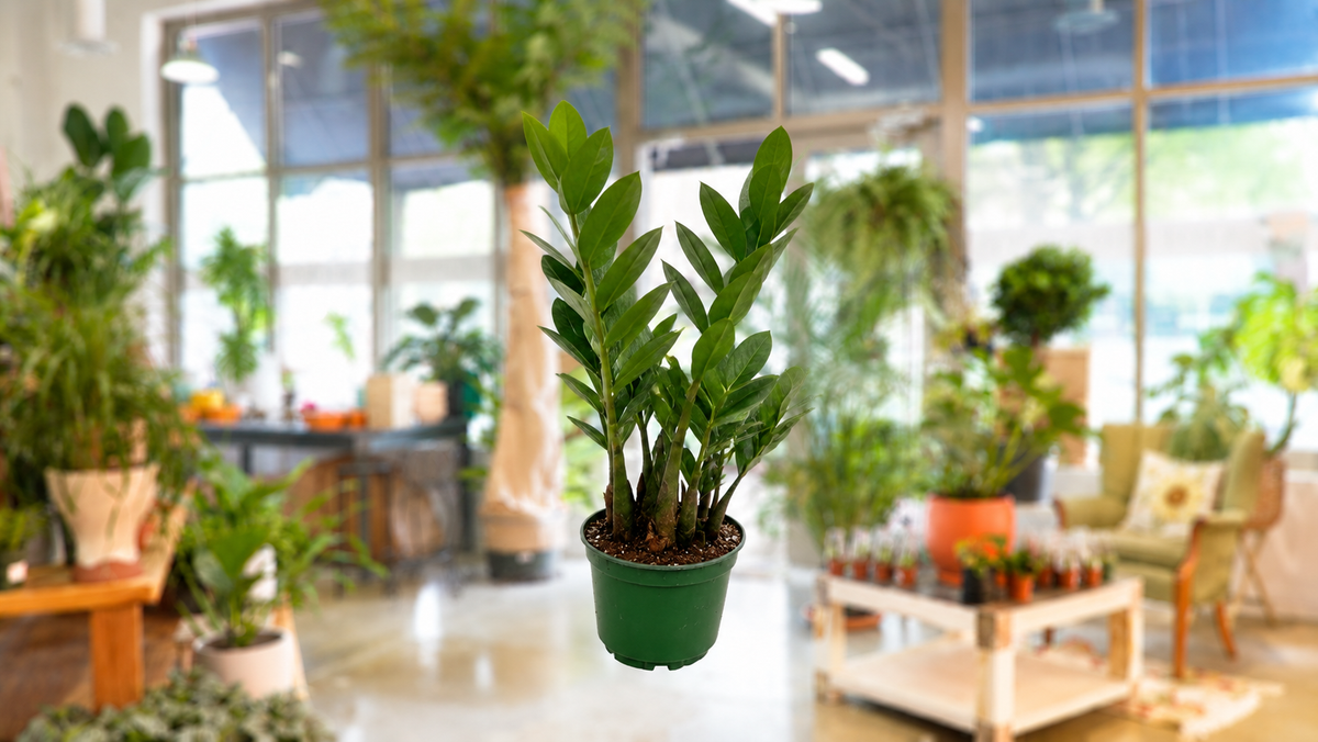 Build-a-Plant Bundle