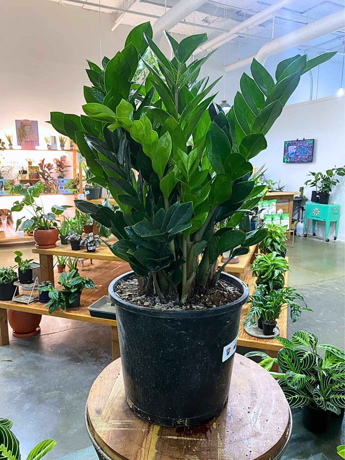 8" Zamioculcas Zamiifolia (ZZ Plant)