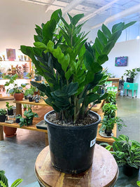 Zamioculcas Zamiifolia (ZZ Plant)