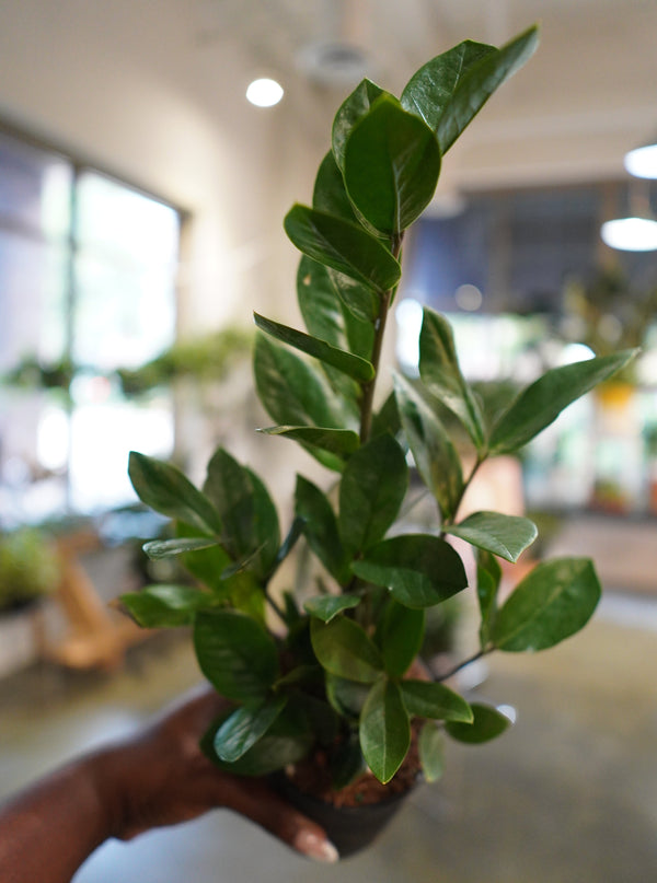 Zamioculcas Zamiifolia