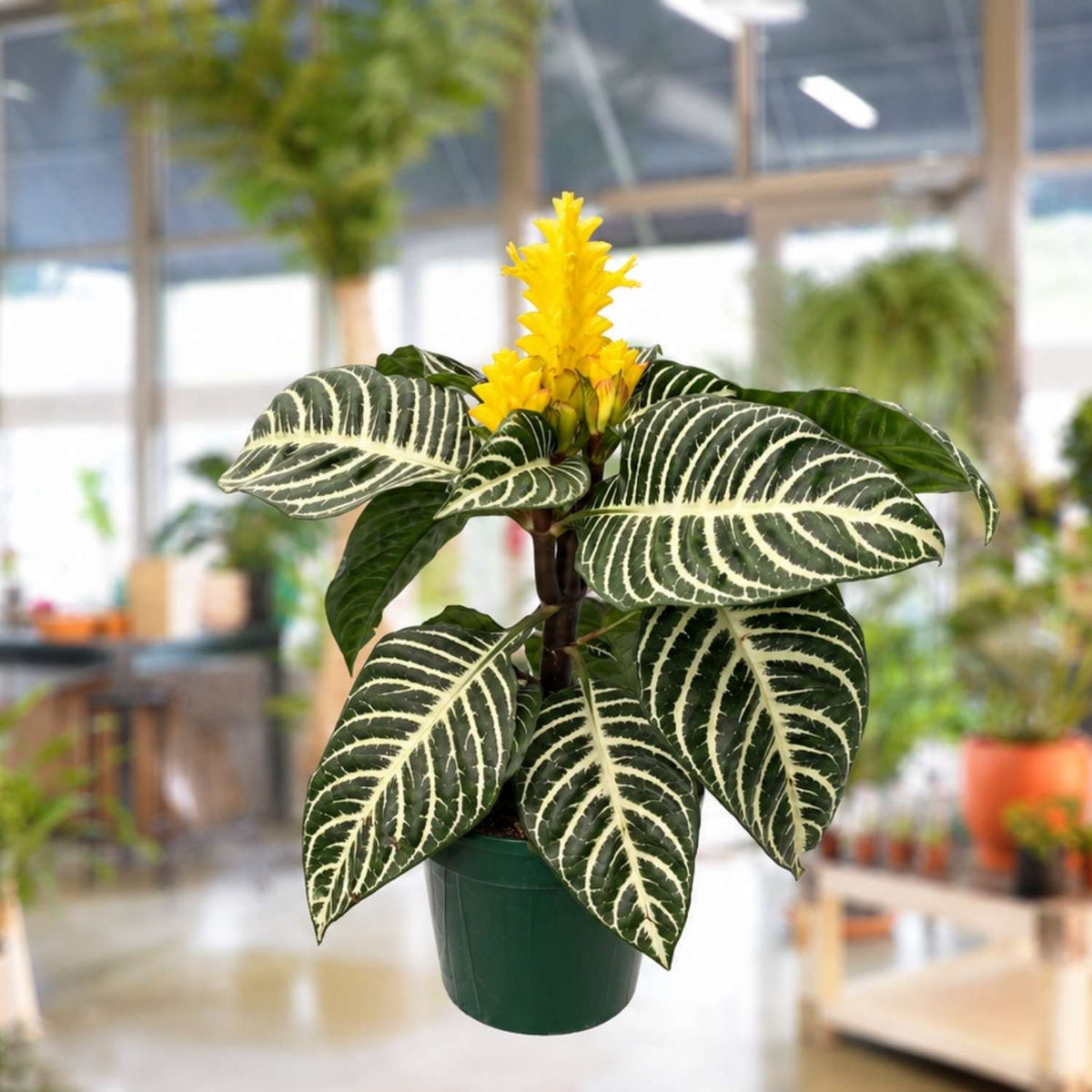 Zebra Plant - Aphelandra (FULL 6")