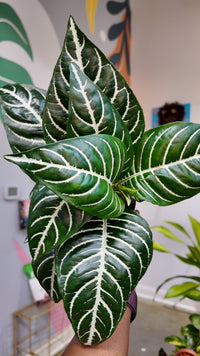 Zebra Plant