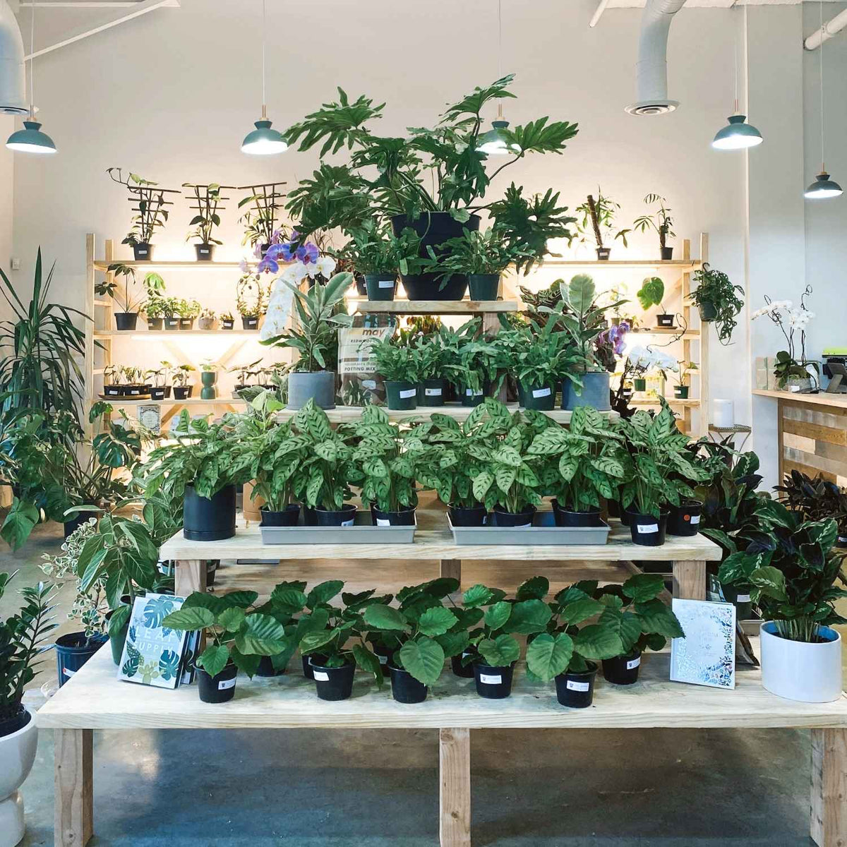 a houseplant shop in Georgia with plants books pots