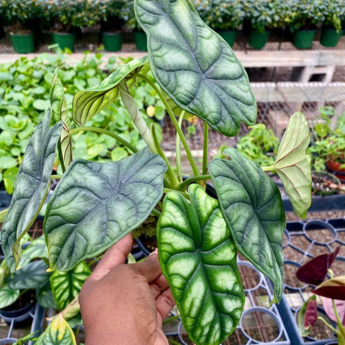 4" Alocasia Dragon Scale (FULL)
