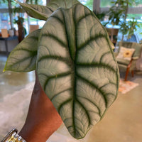 Alocasia Silver Dragon 4"