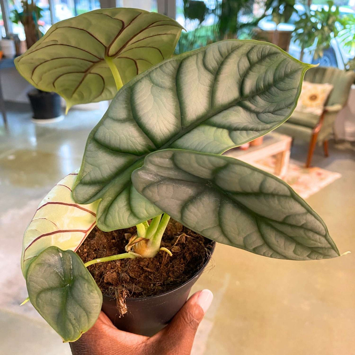 Alocasia Silver Dragon 4"