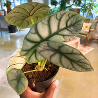 Alocasia Silver Dragon 4"