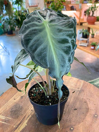 Alocasia 'Venom'