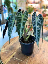 Alocasia Bambino
